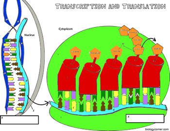 Transcription Coloring