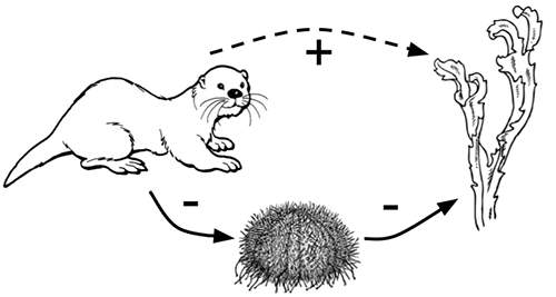 trophic cascade with sea otter