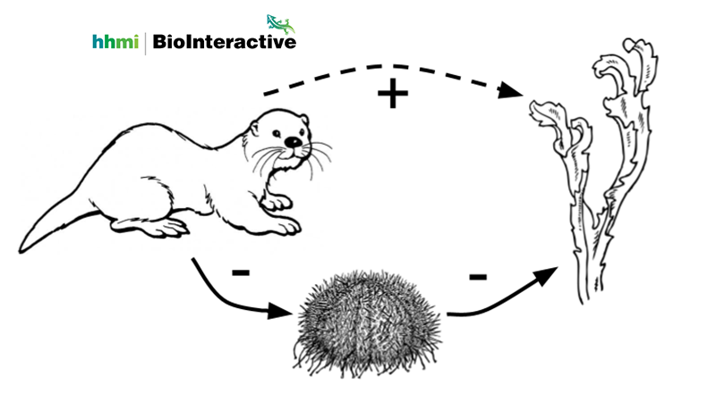 Trophic Cascades at Biointeractive