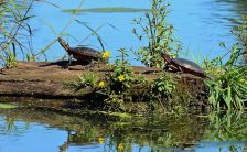 The Biology Corner – Resources for Teachers