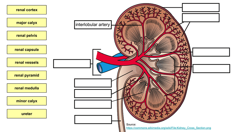 Urinary System – Label the Kidney and Nephron