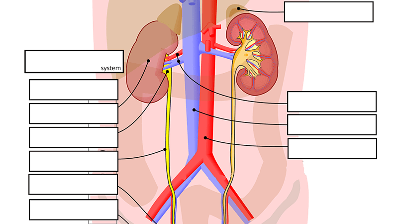 Urinary System Label