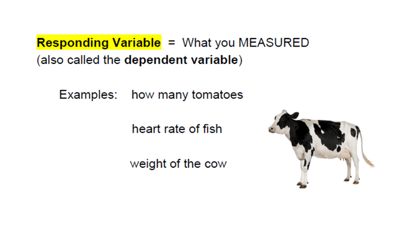 Highlight the Manipulated and Responding Variables
