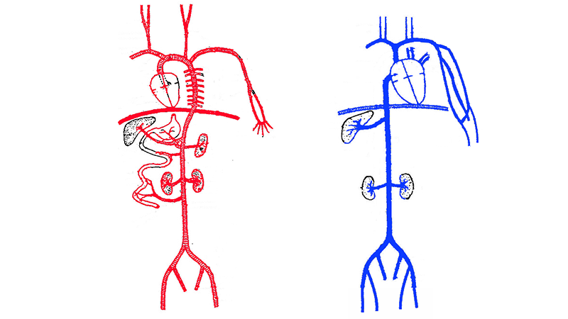 Label the Arteries and Veins of the Circulatory System