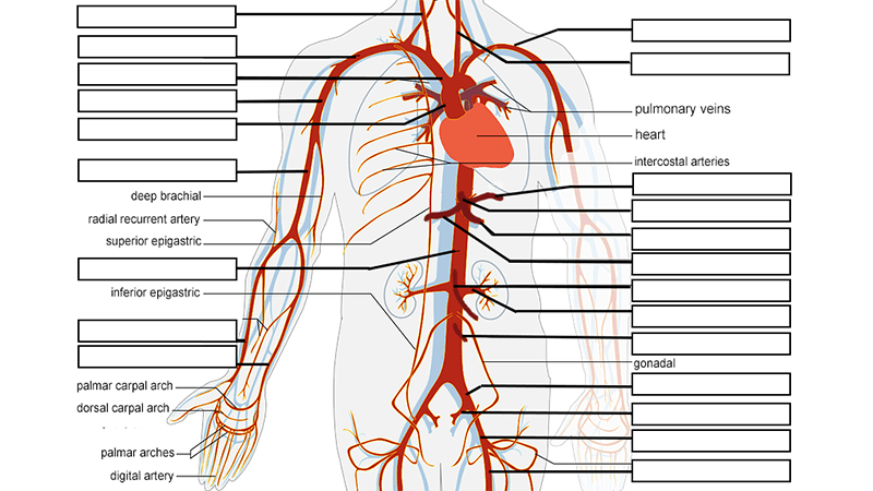 Learn the Arteries and Veins of the Circulatory System