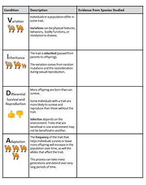 Natural Selection Chart