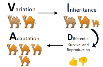 Evolution – VIDA chart