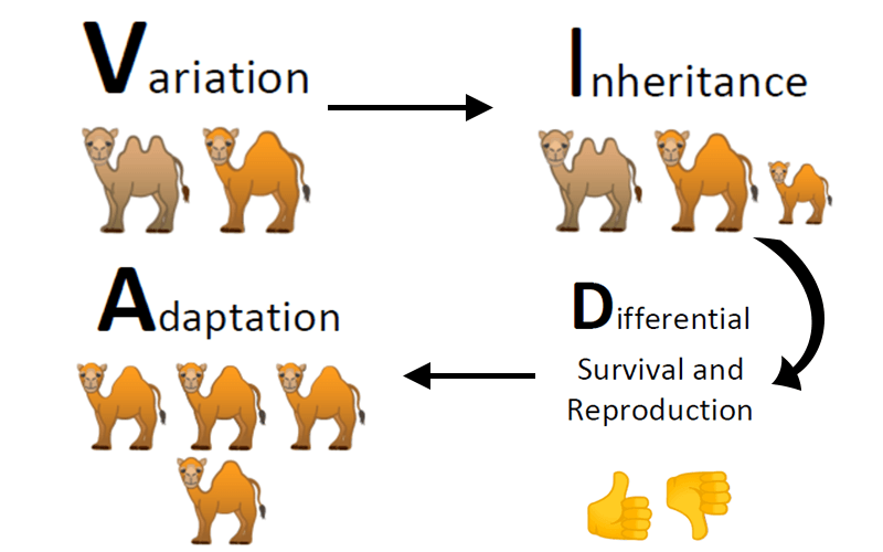 Elephant Evolution Chart