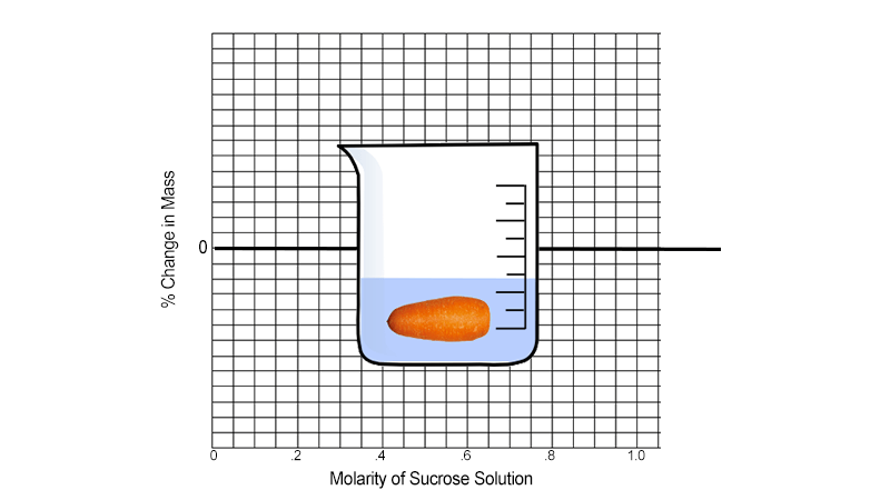 Investigation: Water Potential and Carrot Molarity