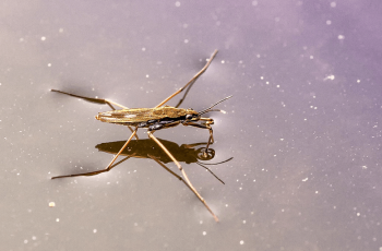 Investigation:  How Does a Water Strider Stay Afloat?