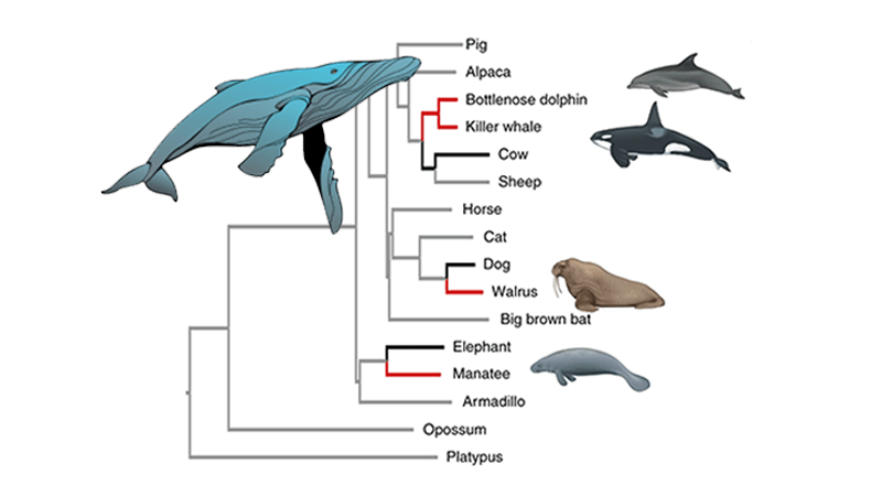 Mutations and Evolution in Aquatic Mammals