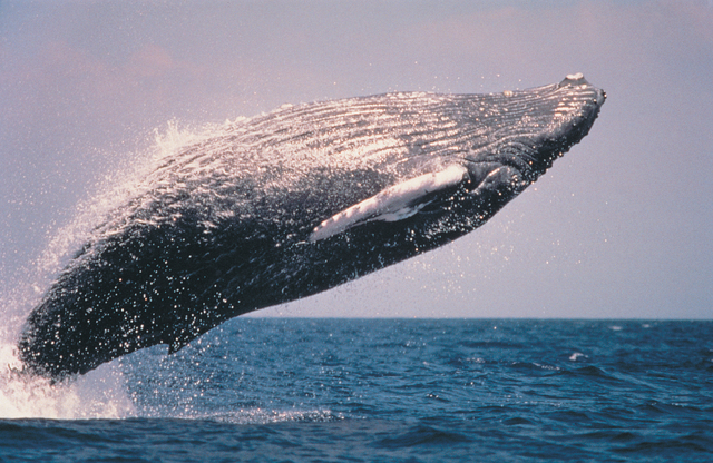 humpback whale