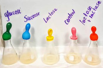 Demonstration:  Can Yeast Digest Lactose?